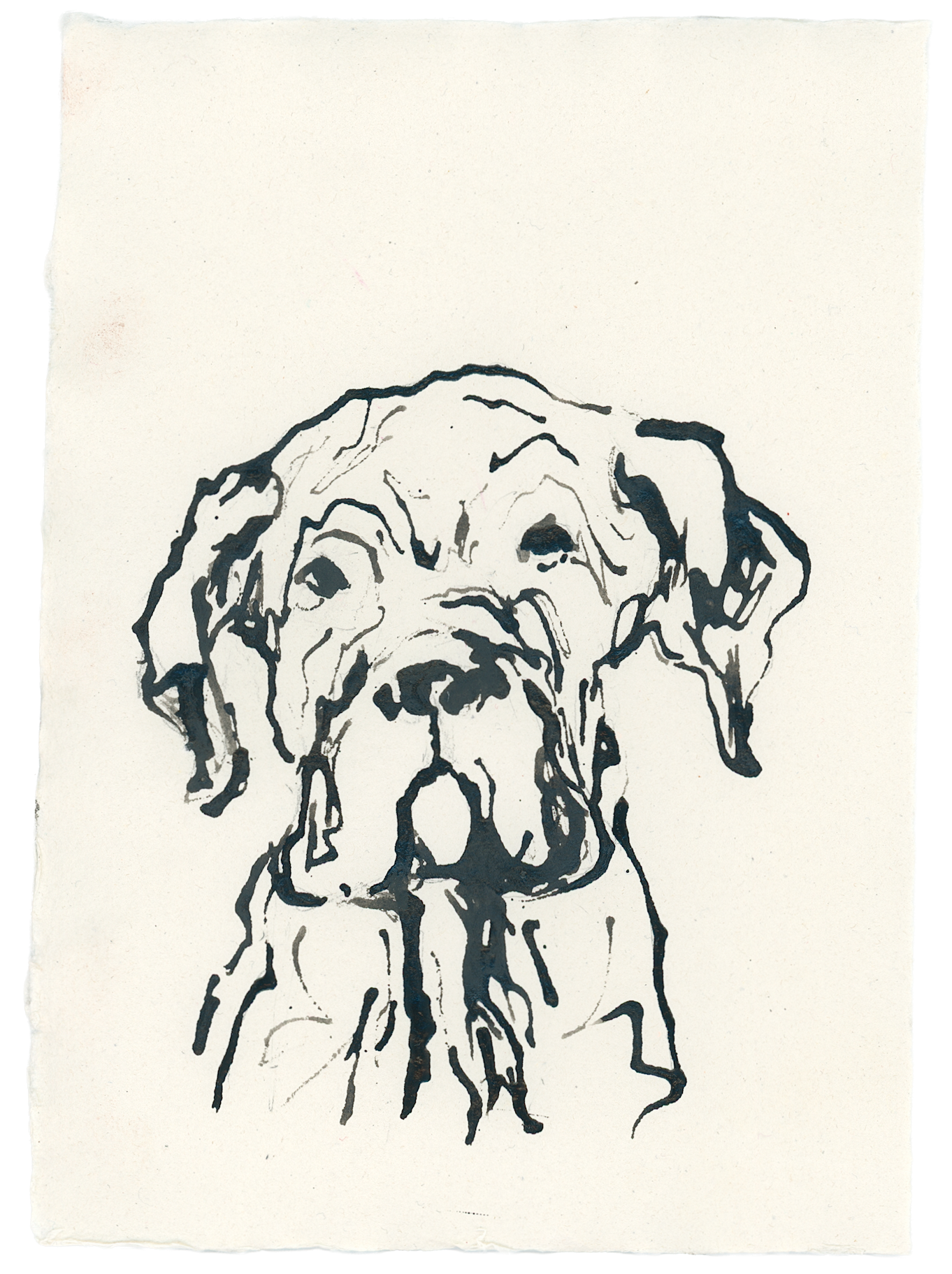 Acrylic Ink Dog no. 31 by Leah Boyd features a black ink line drawing of a dog with droopy ears and jowls on off-white watercolor paper, capturing the calm dog's attentive expression in a loose, sketchy acrylic ink style.